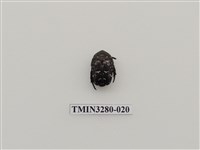 藏品(紫豔白點花金龜)的圖片